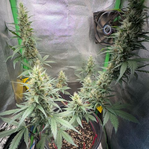 Pren vaso maior  growlog timeline photo