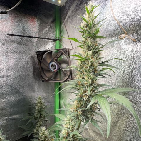 Pren vaso maior  growlog timeline photo