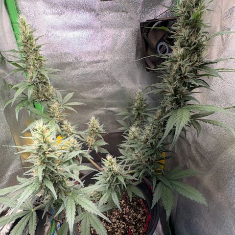 Pren vaso maior  growlog timeline photo