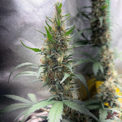 Pren vaso maior  growlog timeline photo