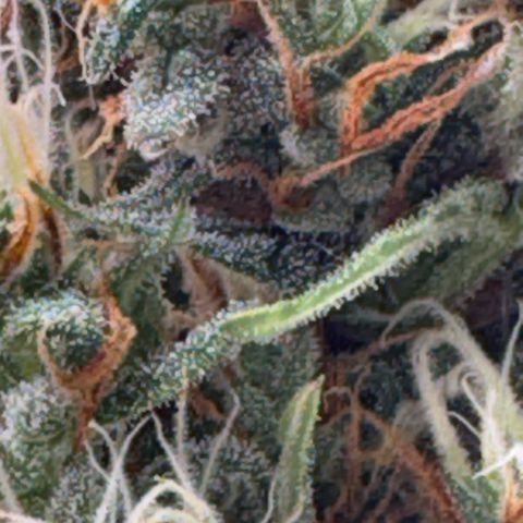 Pren vaso maior  growlog timeline photo