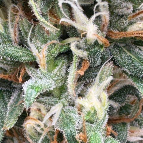 Pren vaso maior  growlog timeline photo