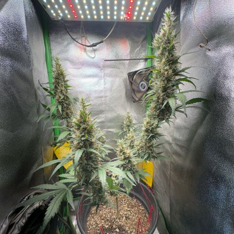 Pren vaso maior  growlog timeline photo