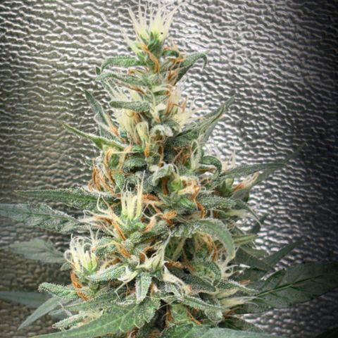 Pren vaso maior  growlog timeline photo