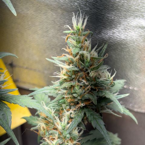 Pren vaso maior  growlog timeline photo