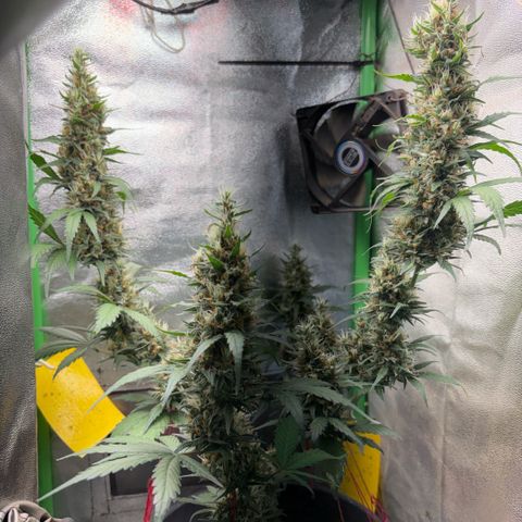 Pren vaso maior  growlog timeline photo