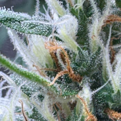 Pren vaso maior  growlog timeline photo