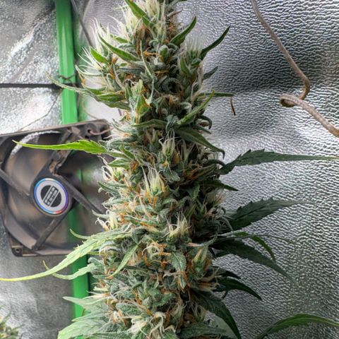Pren vaso maior  growlog timeline photo
