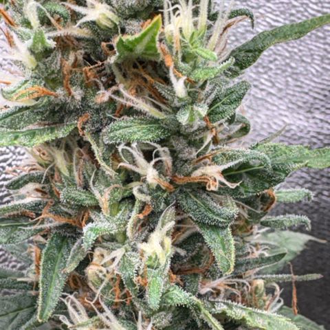 Pren vaso maior  growlog timeline photo