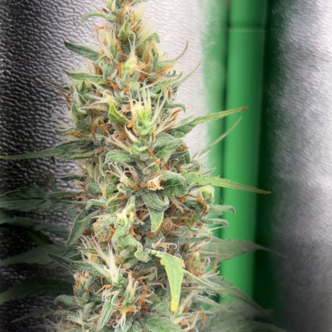 Pren vaso maior  growlog timeline photo