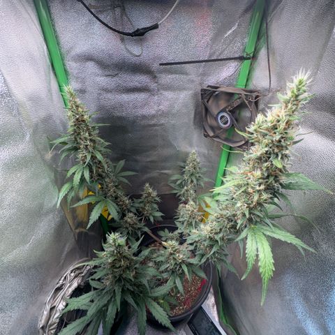 Pren vaso maior  growlog timeline photo