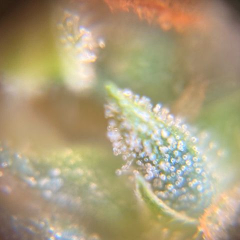 Pren vaso maior  growlog timeline photo
