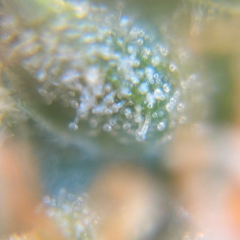 Pren vaso maior  growlog timeline photo