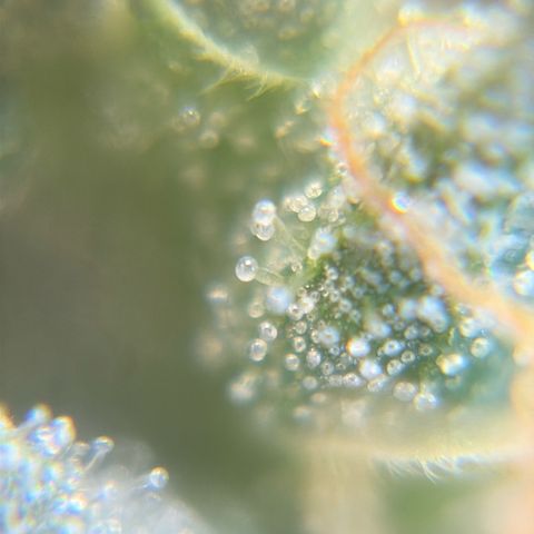 Pren vaso maior  growlog timeline photo