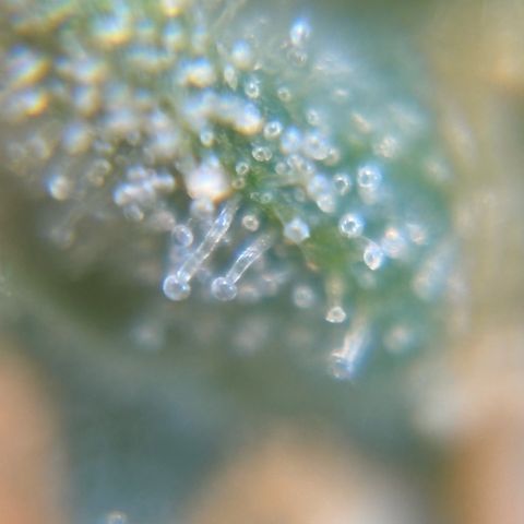 Pren vaso maior  growlog timeline photo