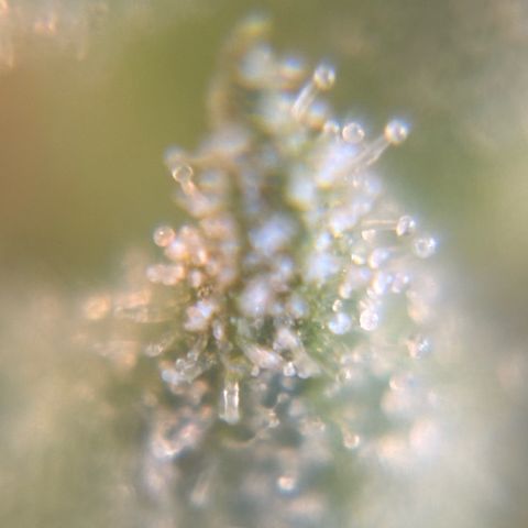 Pren vaso maior  growlog timeline photo