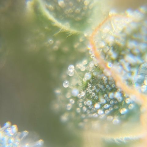 Pren vaso maior  growlog timeline photo