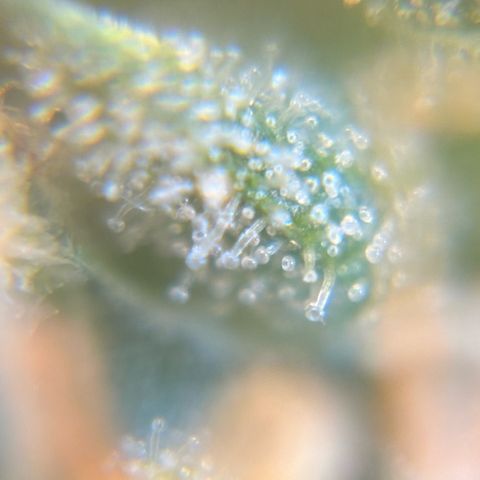 Pren vaso maior  growlog timeline photo