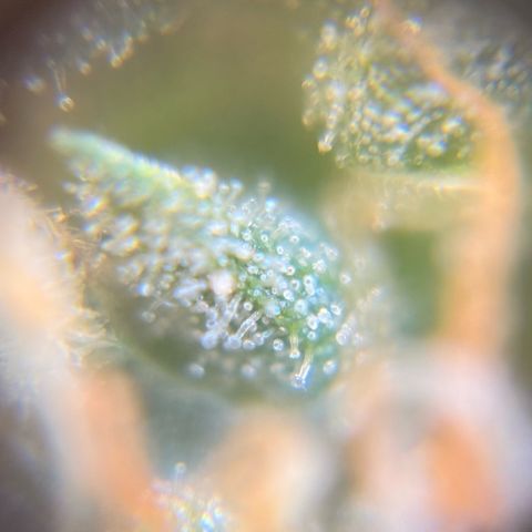 Pren vaso maior  growlog timeline photo