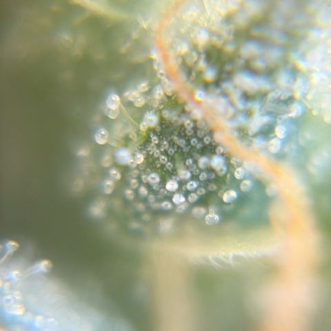 Pren vaso maior  growlog timeline photo