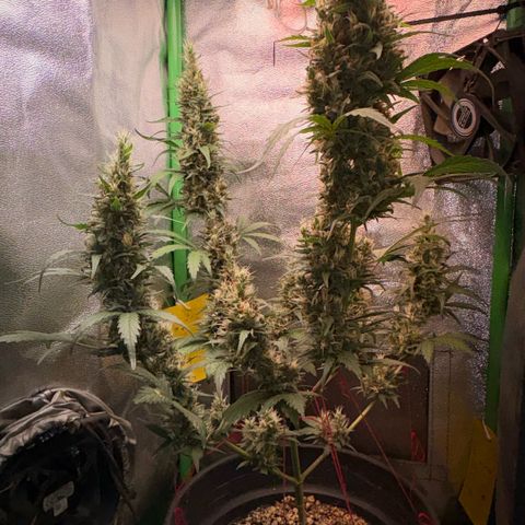 Pren vaso maior  growlog timeline photo