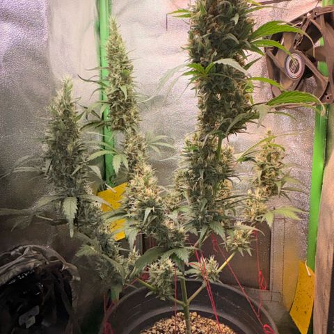 Pren vaso maior  growlog timeline photo