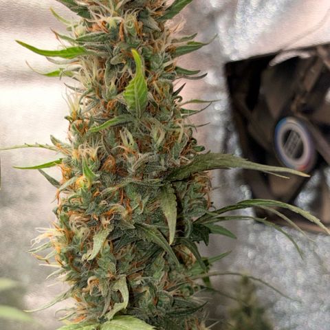 Pren vaso maior  growlog timeline photo