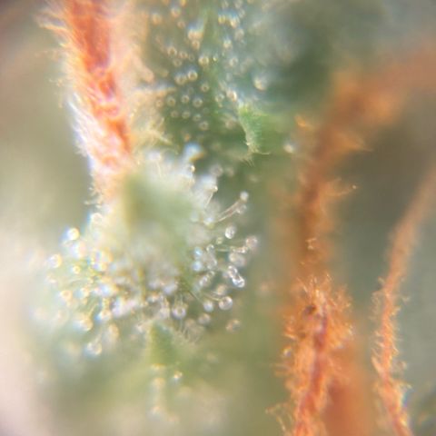 Pren vaso maior  growlog timeline photo