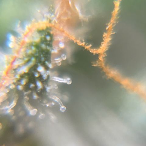 Pren vaso maior  growlog timeline photo