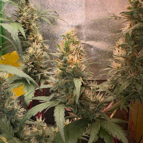 Pren vaso maior  growlog timeline photo