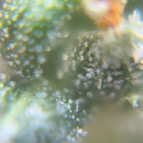Pren vaso maior  growlog timeline photo