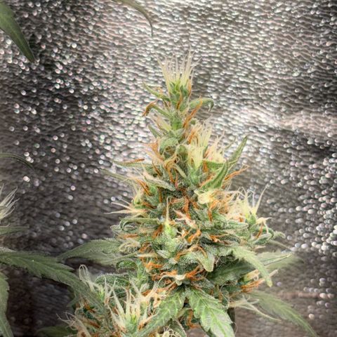 Pren vaso maior  growlog timeline photo