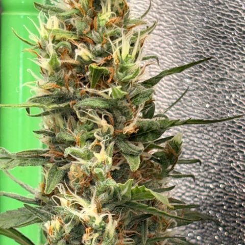 Pren vaso maior  growlog timeline photo