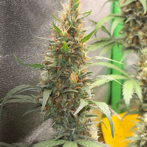 Pren vaso maior  growlog timeline photo