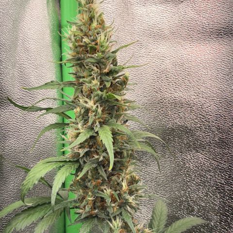Pren vaso maior  growlog timeline photo