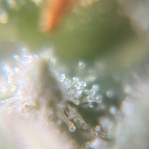 Pren vaso maior  growlog timeline photo