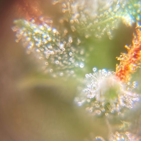 Pren vaso maior  growlog timeline photo