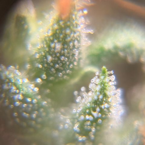 Pren vaso maior  growlog timeline photo