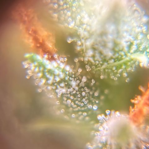 Pren vaso maior  growlog timeline photo