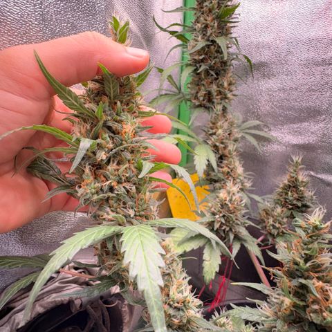 Pren vaso maior  growlog timeline photo