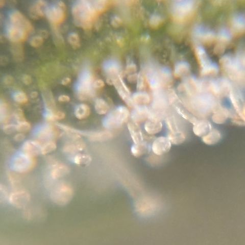 Pren vaso maior  growlog timeline photo