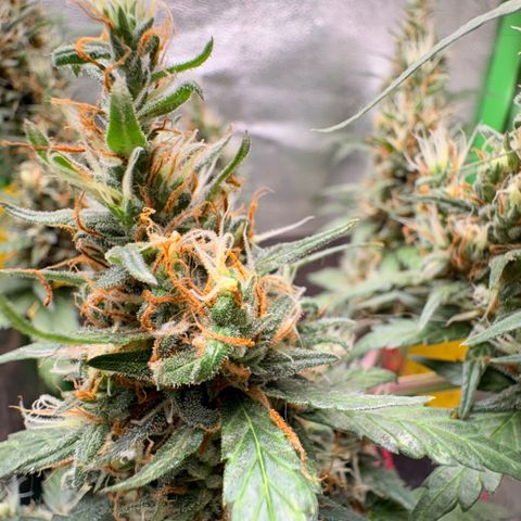 Pren vaso maior  growlog timeline photo