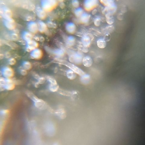 Pren vaso maior  growlog timeline photo
