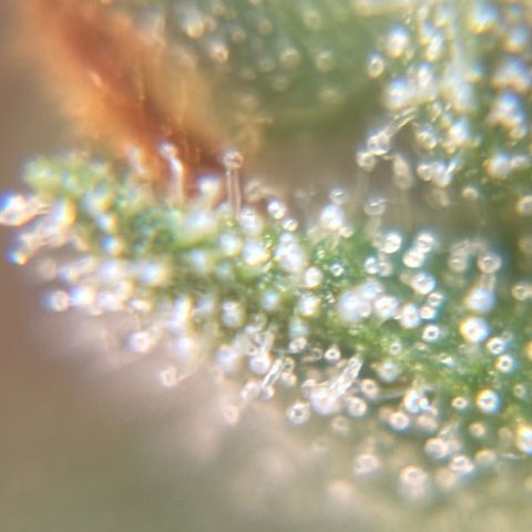 Pren vaso maior  growlog timeline photo