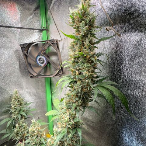 Pren vaso maior  growlog timeline photo