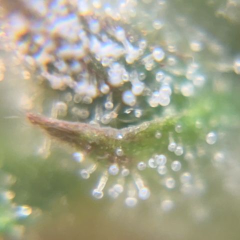 Pren vaso maior  growlog timeline photo