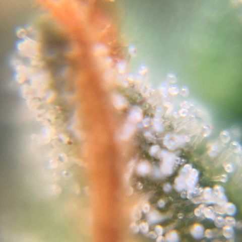 Pren vaso maior  growlog timeline photo
