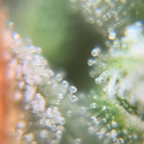 Pren vaso maior  growlog timeline photo