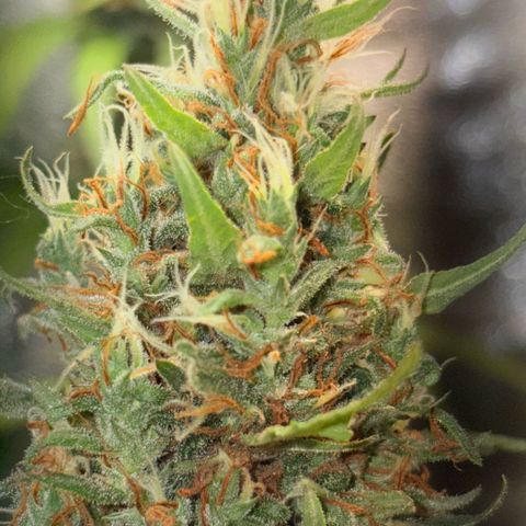 Pren vaso maior  growlog timeline photo