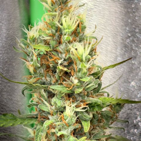 Pren vaso maior  growlog timeline photo